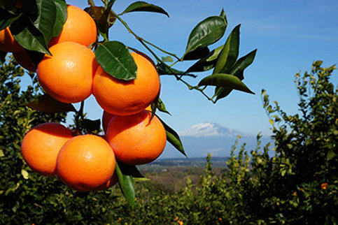 arance di sicilia online