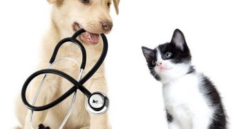 Dottor Bau & Dottor Miao – La Prima Mutua Italiana per Animali Domestici.