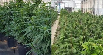 Canapa Light – E’ Boom di Vendite anche in Italia