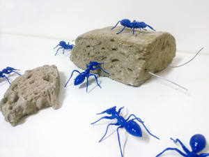 formiche blu commestibili